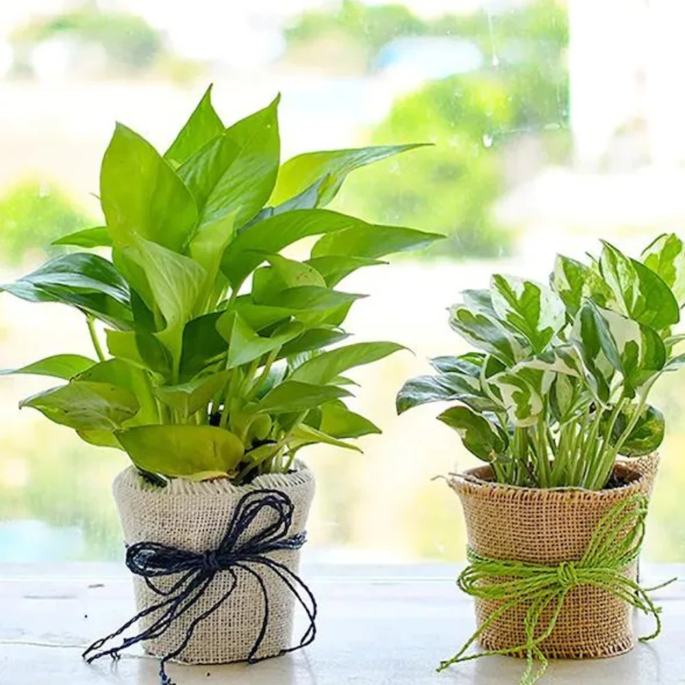 Jute wrapped live plants for gifts